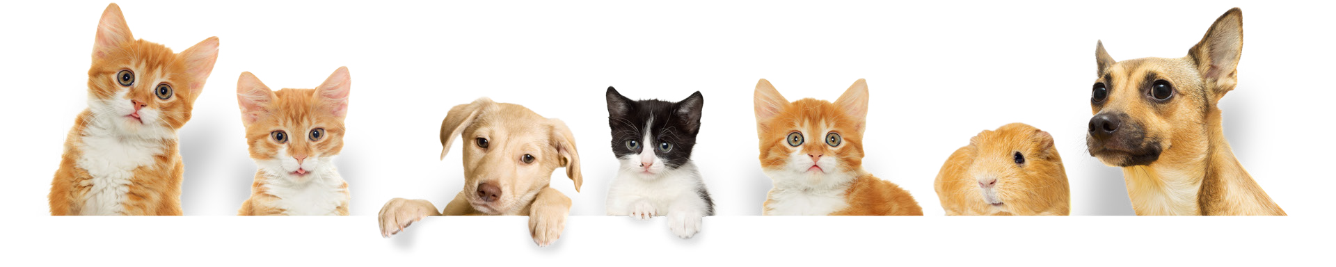 4 pic Seven Pets on top