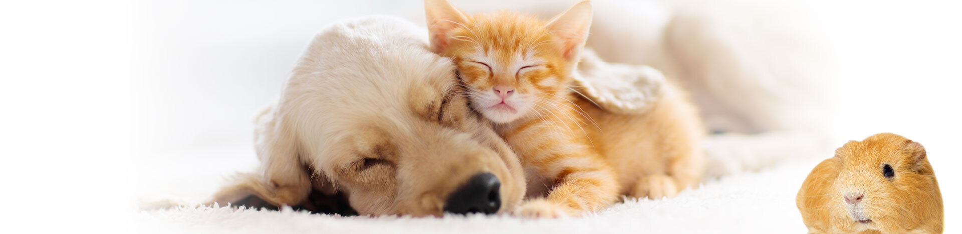 7 pic middle dog and cat plus Guinea Pig