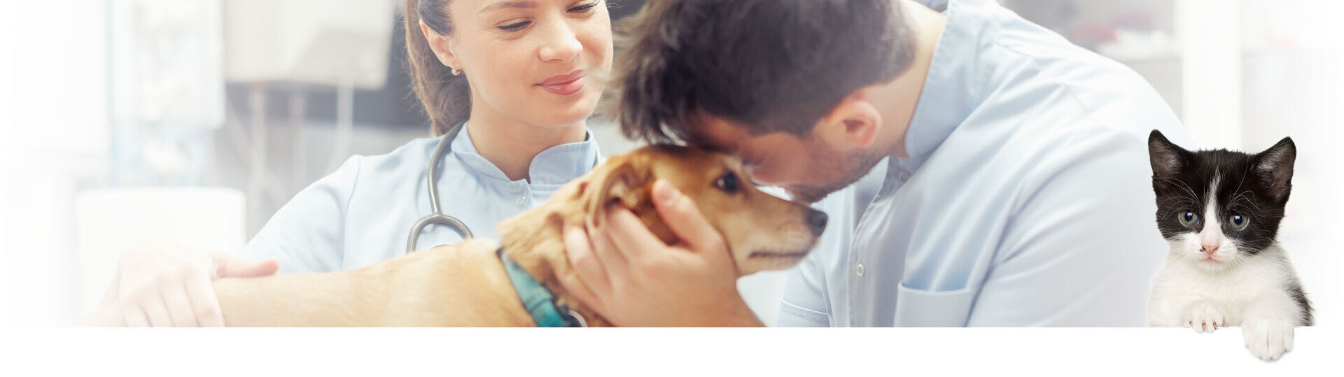 7 pic top female vet dog owner plus Cat