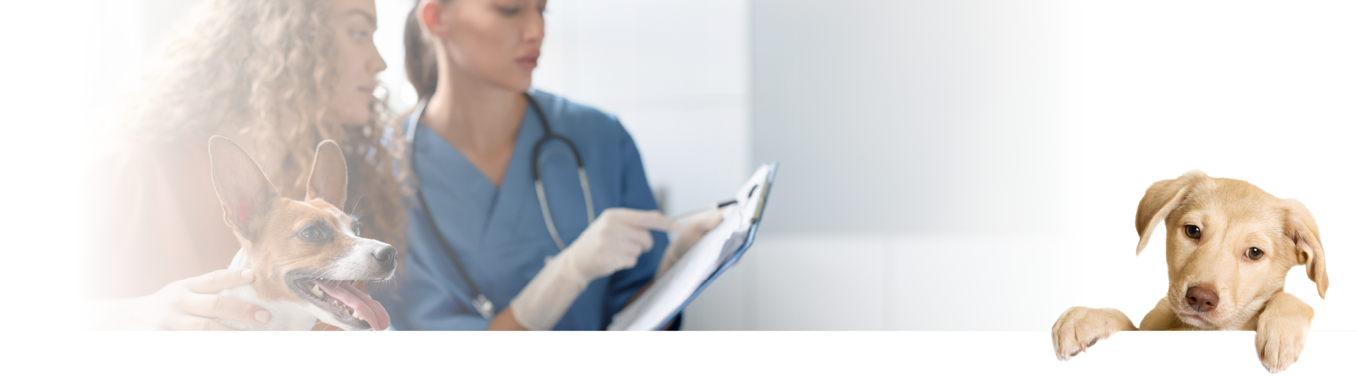 9 pic top plus puppy